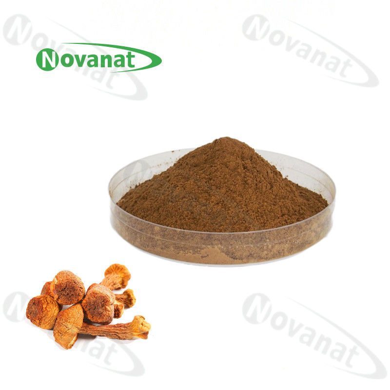 agaricus blazei extract Herbal Extract Powder 40% Polysaccharides